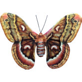 Butterfly Wall Decor in Multicolor Capiz Shell