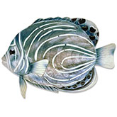 Koran Angelfish Wall Decor in Multicolor Capiz & Metal