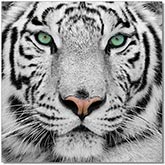 Black & White Tiger Wall Art in Black & White