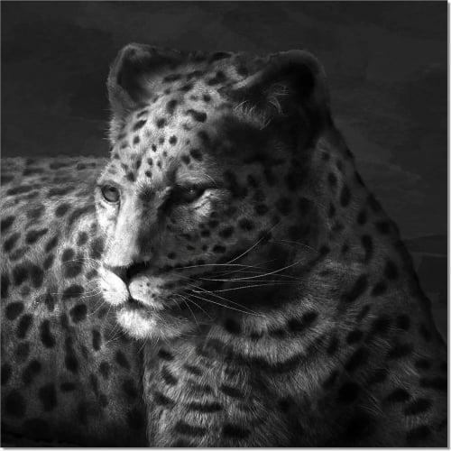 Cheetah Wall Art in Black & White